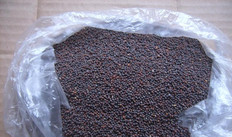 大白菜白斑病怎么消除,大白菜白斑病严重图