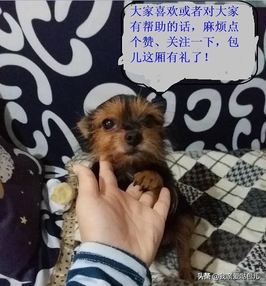 狗狗呕吐怎么治疗用什么药,狗狗呕吐怎么治喝水都吐