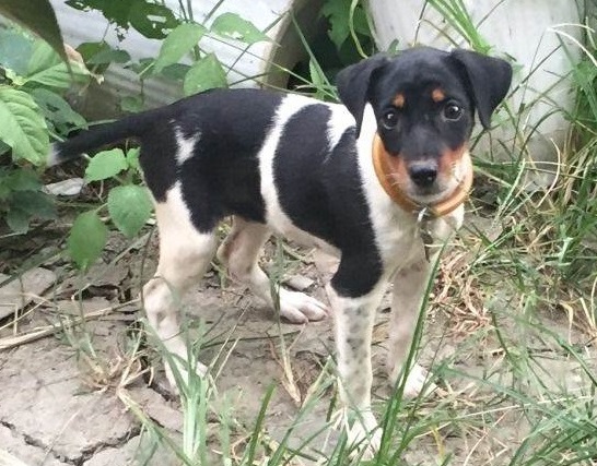 杰克罗素梗和德国猎犬哪个厉害,杰克罗素梗是什么型犬