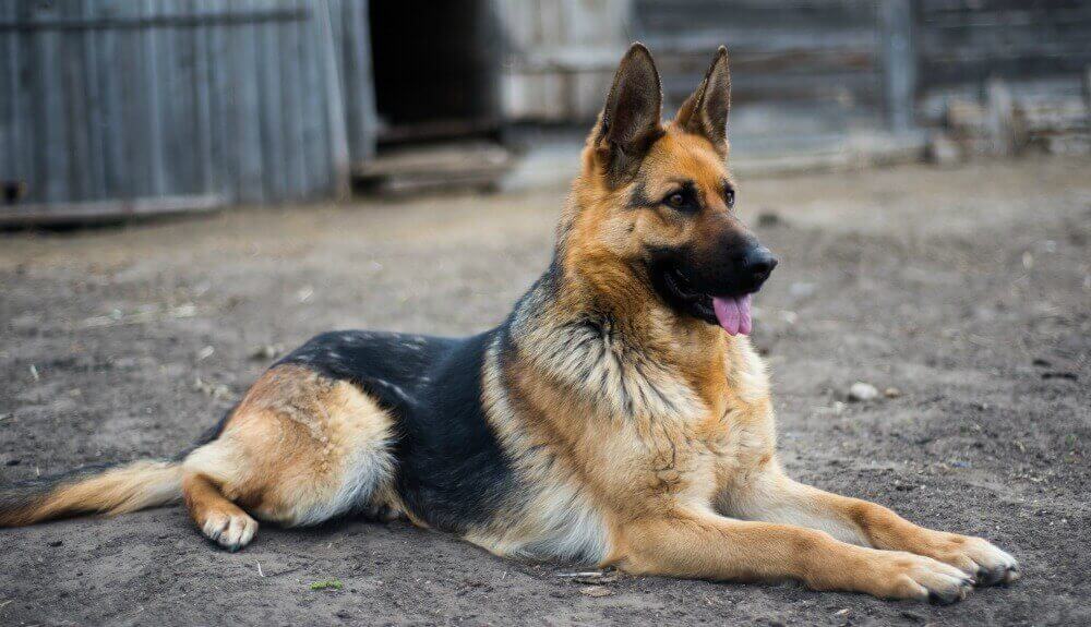 金毛和哈士奇哪个更适合家庭犬,金毛和哈士奇哪个是大型犬