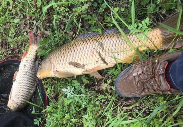 初冬野钓鲫鲤鱼饵料配方,冬季水库野钓钓鱼技巧视频