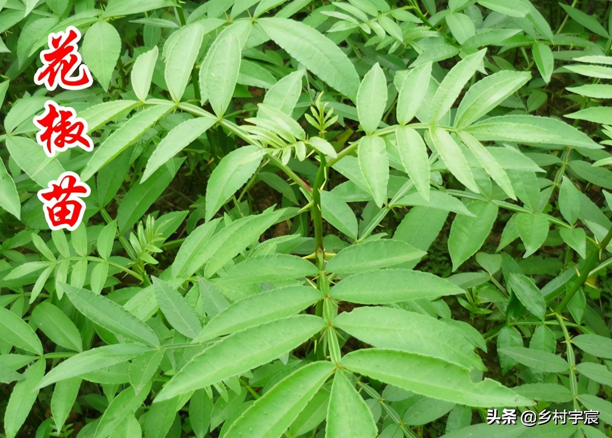 农村一斤50元的植物,农村50元一斤的果树