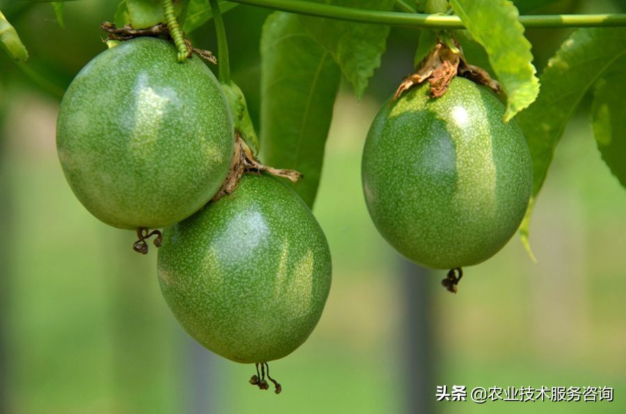 种植百香果视频教程,重庆百香果栽培种植技术