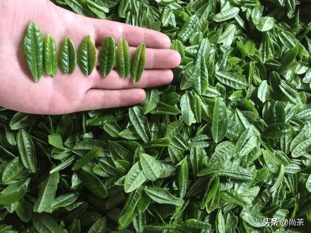 贾母喝老君眉茶,红楼梦中的老君梅是什么茶