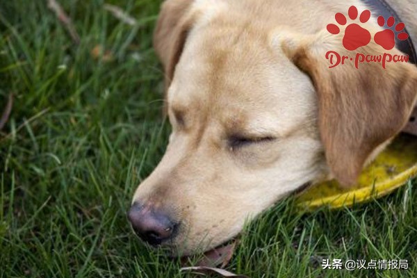 哮喘的症状狗狗,狗狗哮喘的症状和治疗方法