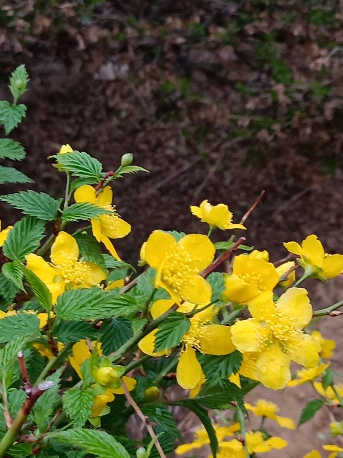 最喜欢在雨中徜徉的感觉,徜徉在雨中月季花海中