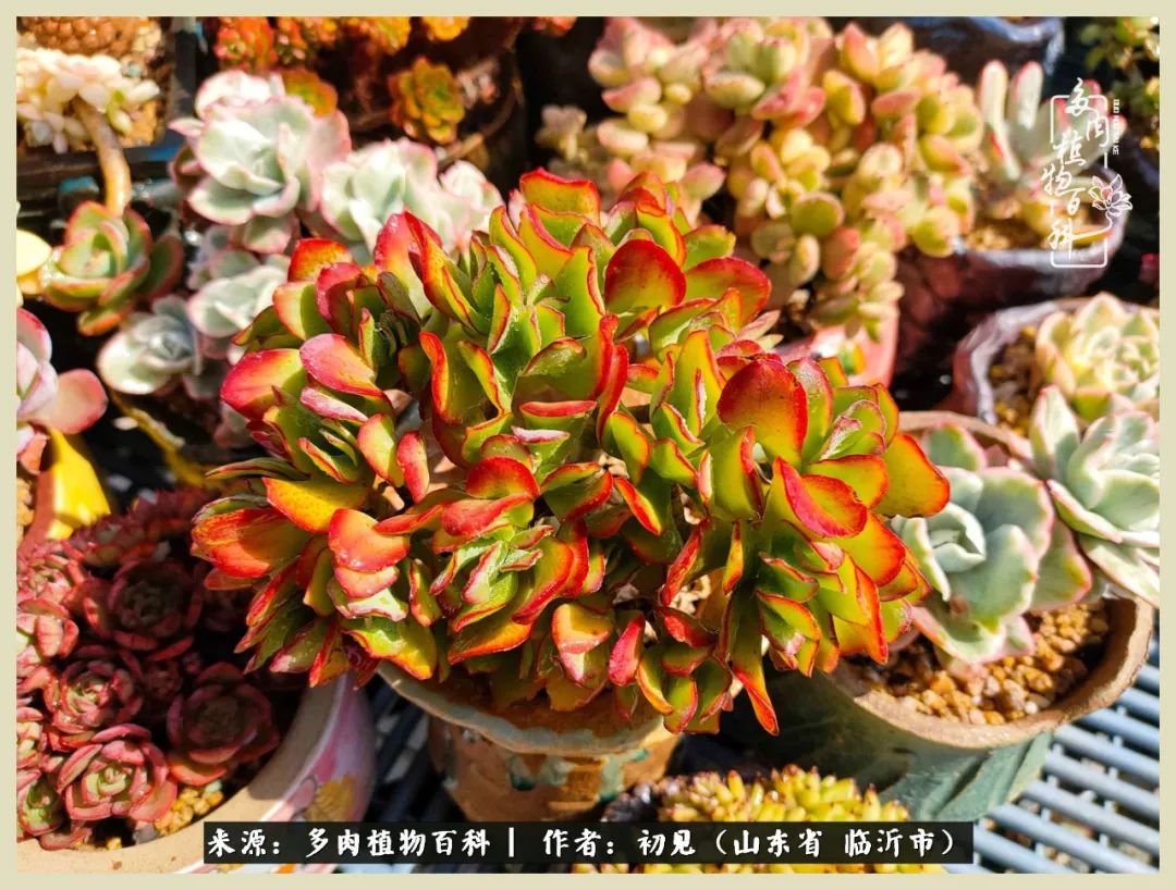 和多肉植物相伴,和多肉相处的心情