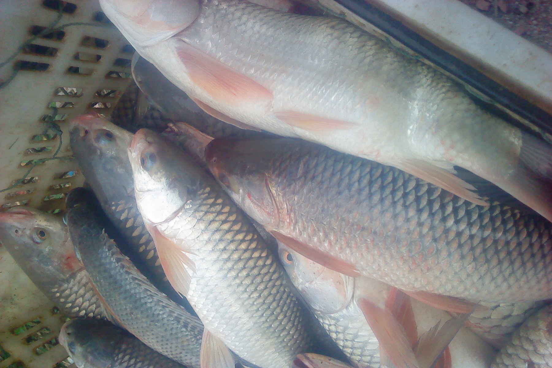 黑坑钓鲤鱼哪种小药比较好,黑坑钓鲤鱼小药搭配思路