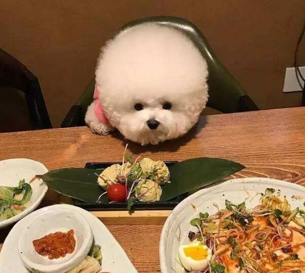 比熊犬胃口不好怎么治,比熊胃口突然变差了怎么办