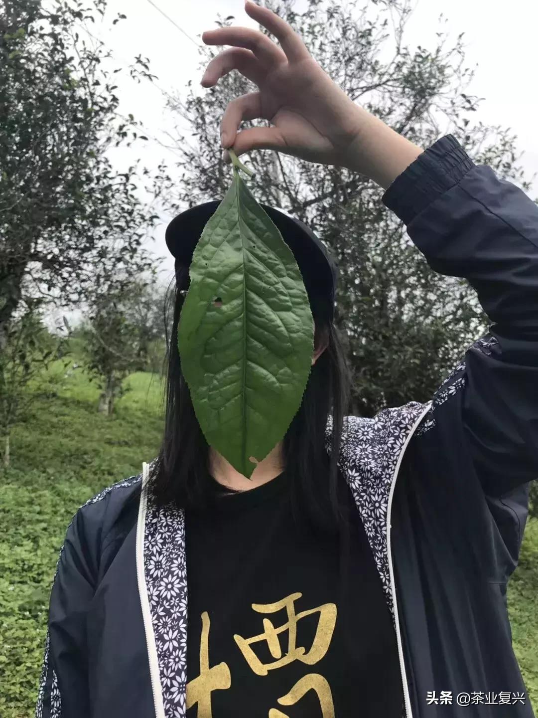 野生植物学家的标本制作指南