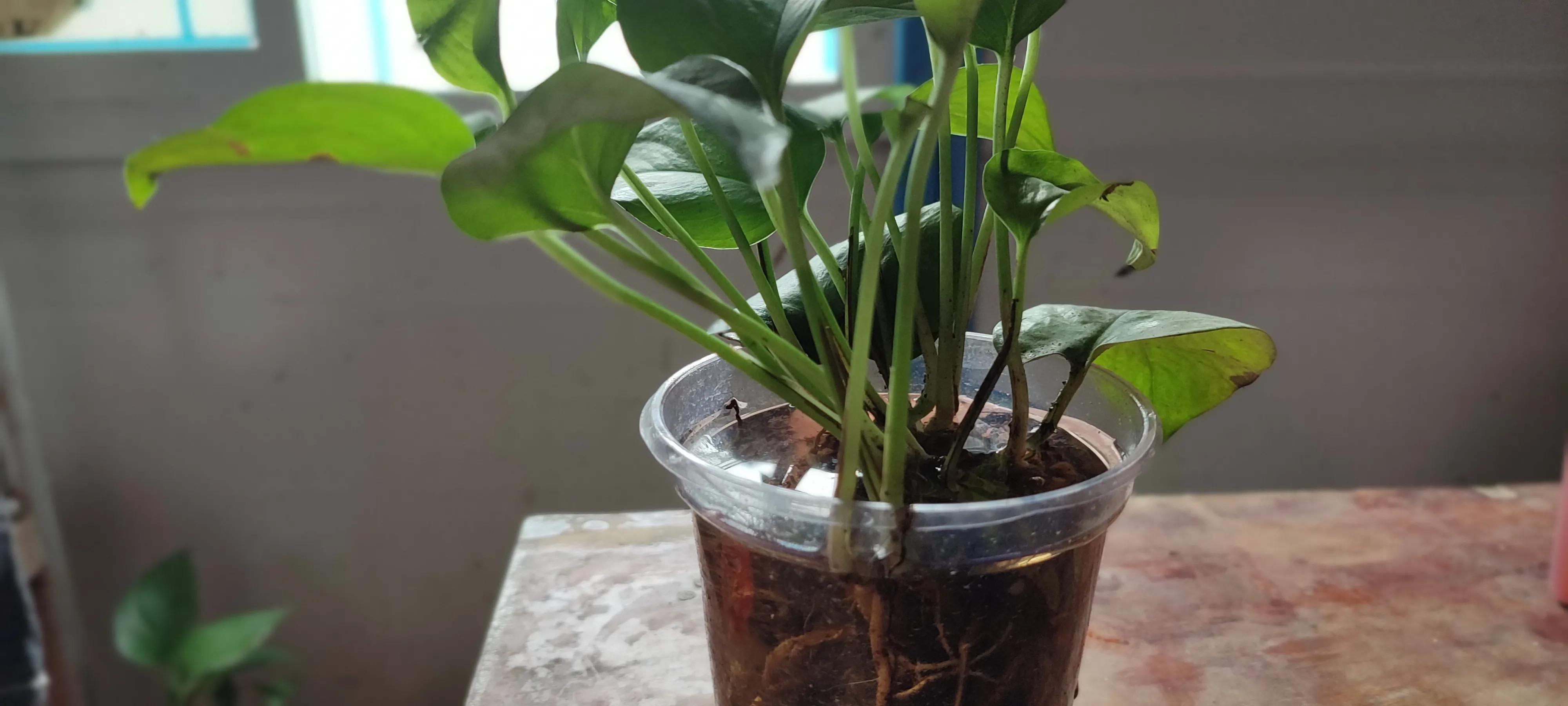 五角硬币很实用,5角硬币的三大用处你知道吗