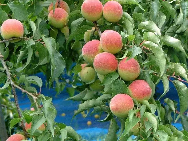 日本一线城市日本人少,日本一线二线三线人口