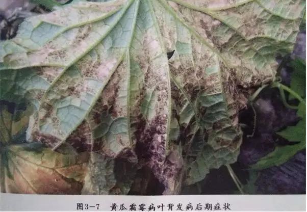 靶斑病,靶斑病能自己好吗