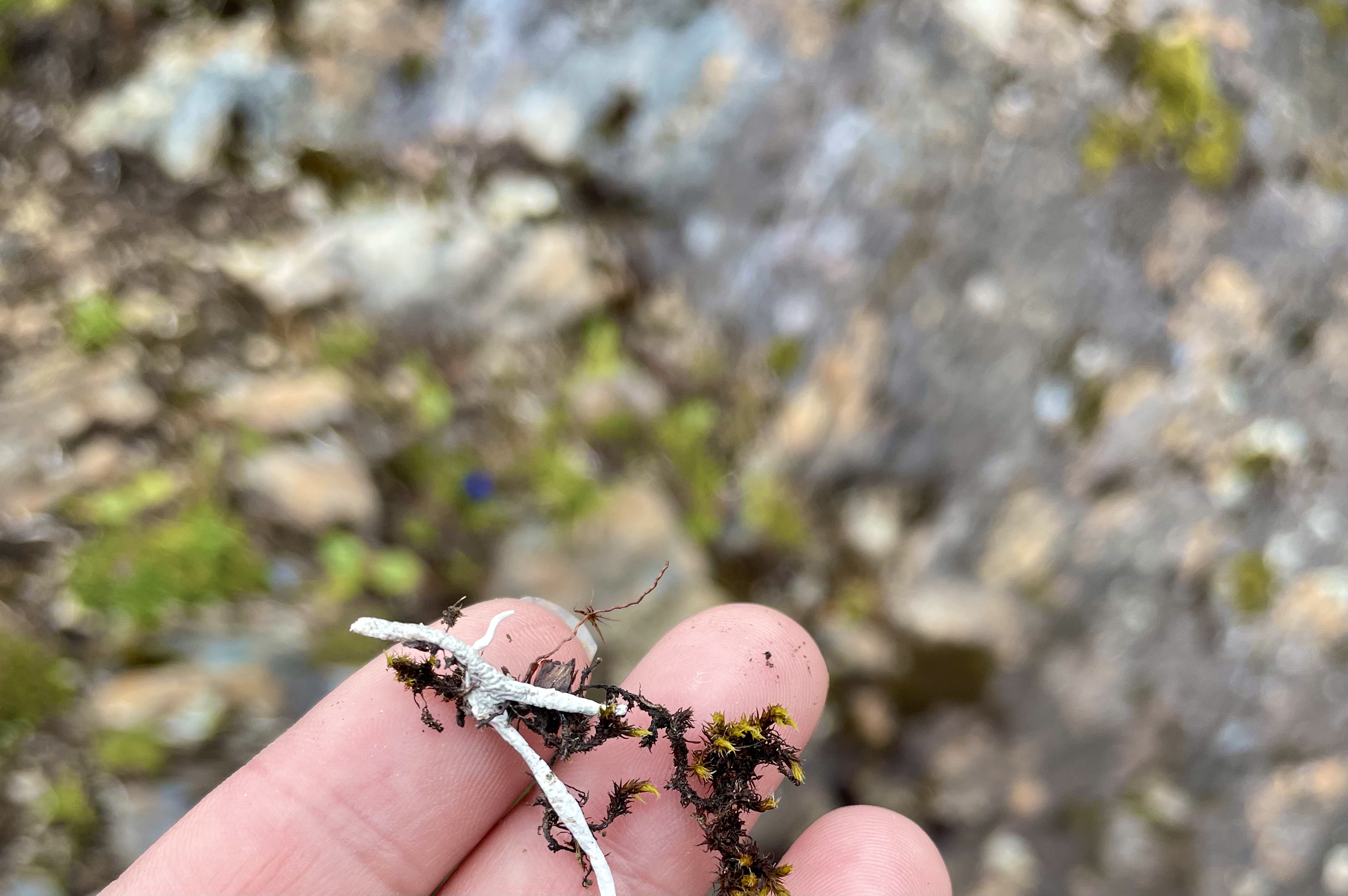 云南香格里拉旅游秘境,云南香格里拉藏着一个雪域秘境