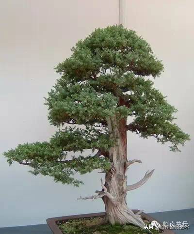 2万元的黑松盆景,拍卖28万的盆景