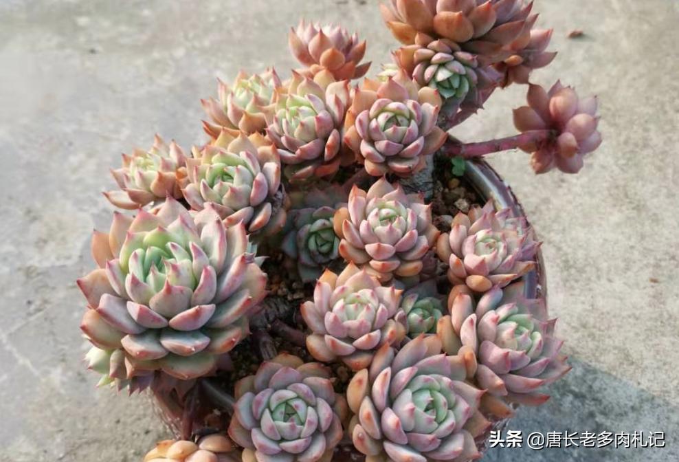 龙爪属仙人球配土要加石灰石吗,生石灰拌土养多肉可以吗