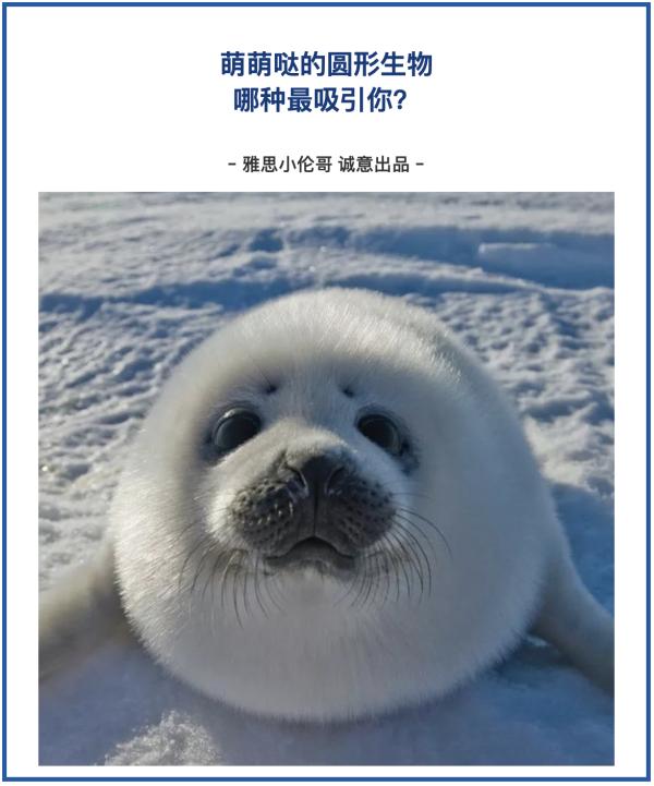 盘点各种呆萌生物,萌萌哒的动物图片大全