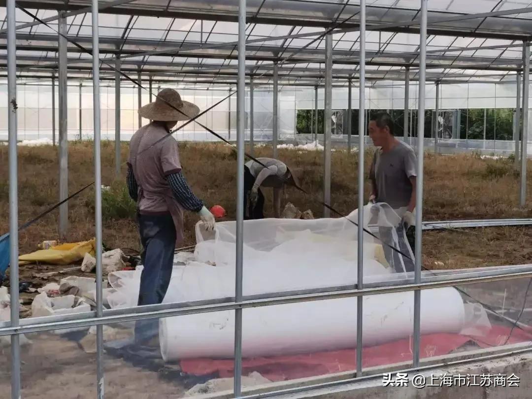 金浦农业示范园,金浦农业种植