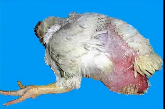 鸡腹水防治方案方法分享