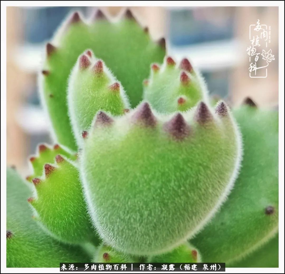 多肉日记严选,多肉日记大全100字