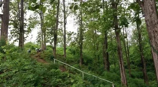 缅甸木材政策不断收紧，价格炒到天价！一公司从非洲进口60吨原木