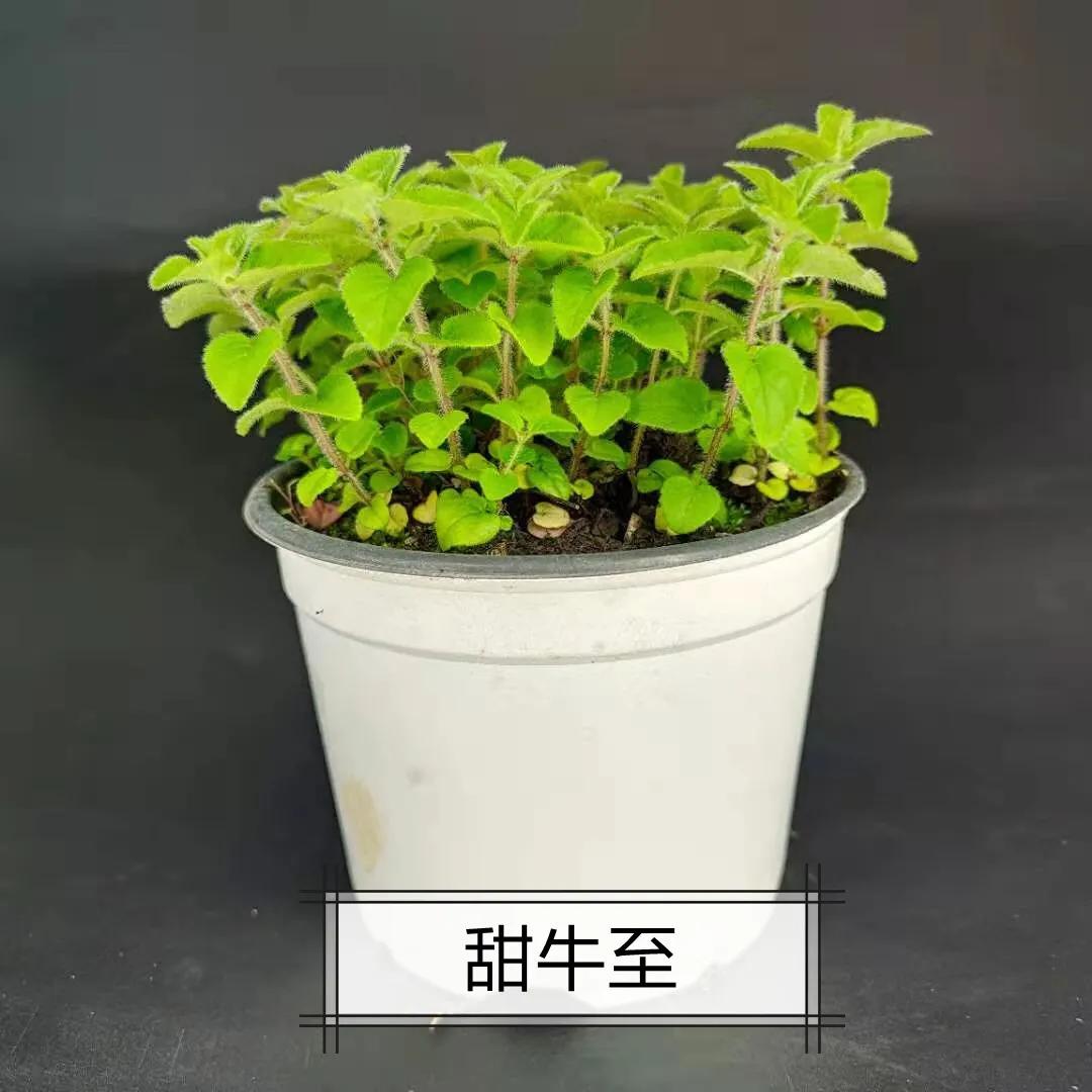 观花草本植物推荐,最具观赏性的观叶植物