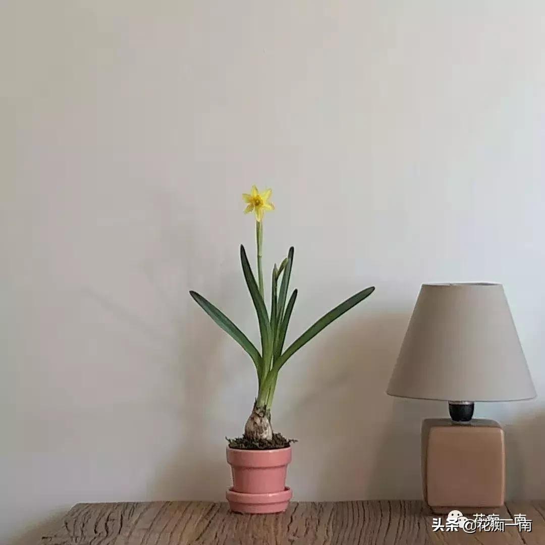 教师节应该送老师什么花用纸叠,教师节送花送什么花图片