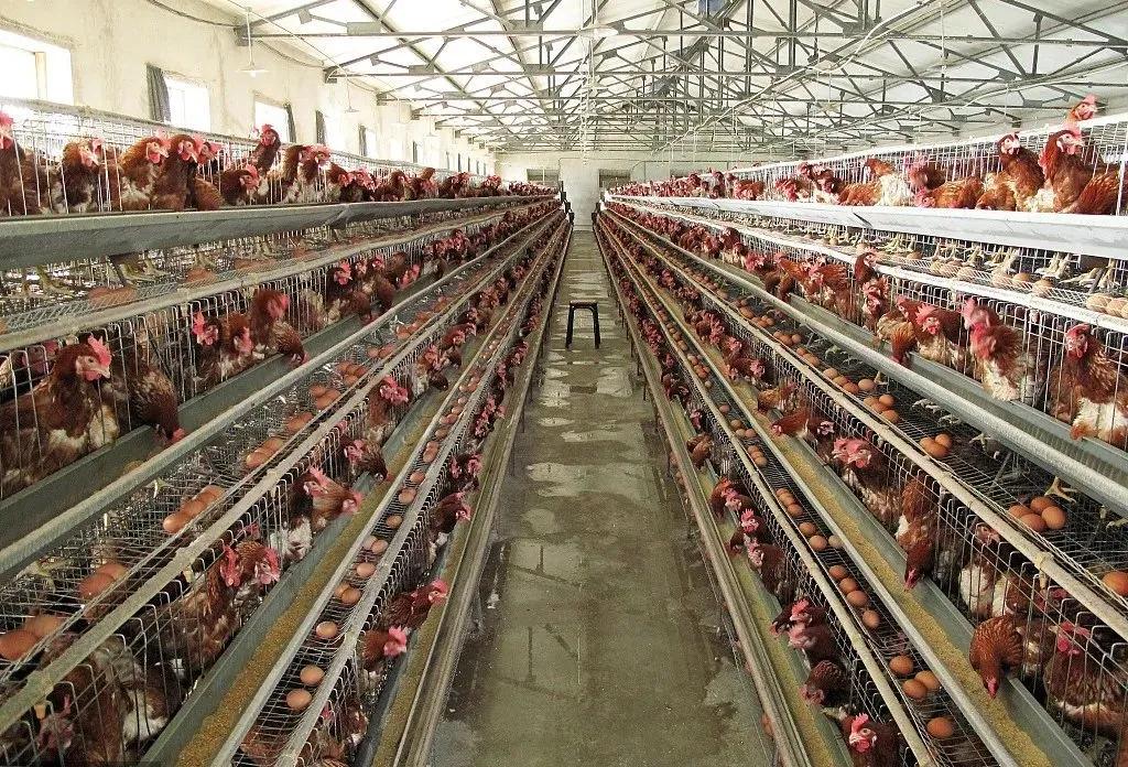 成都海恒食品有限公司,成都海恒食品