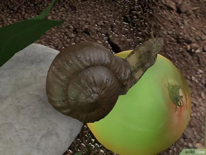 怎么养蜗牛宠物,怎么养野生蜗牛做宠物