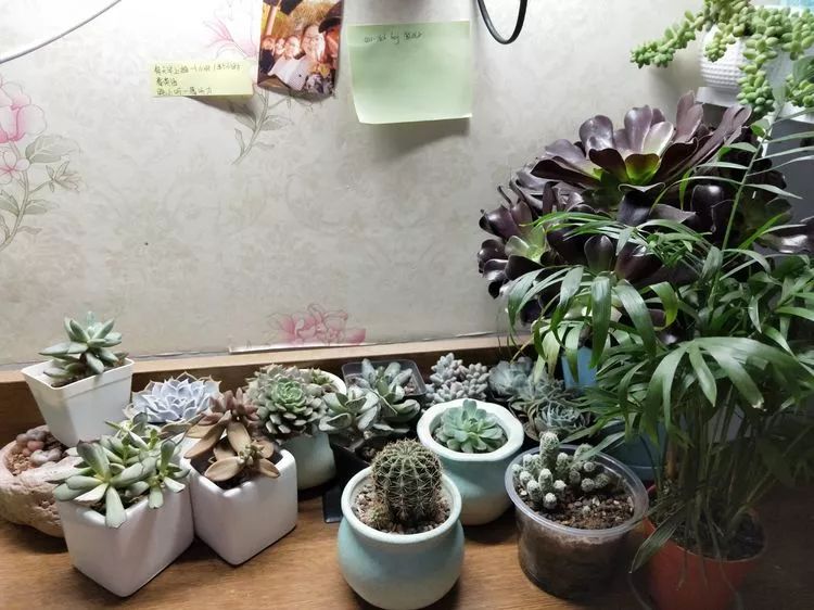 大四老学姐的寝室生活,养肉路上的真实感受