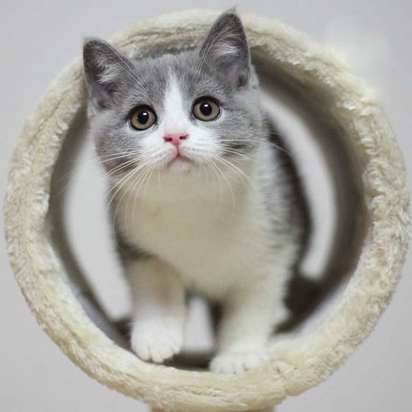 养猫家里有味道怎么处理,养猫屋里有味道怎么办