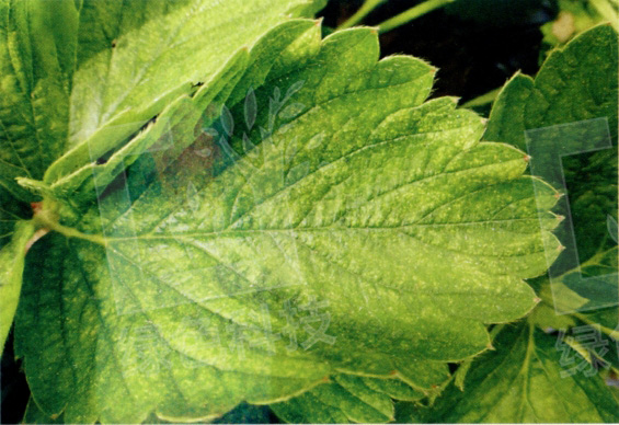 苹果二斑叶螨防治方法,防治二斑叶螨的特效农药