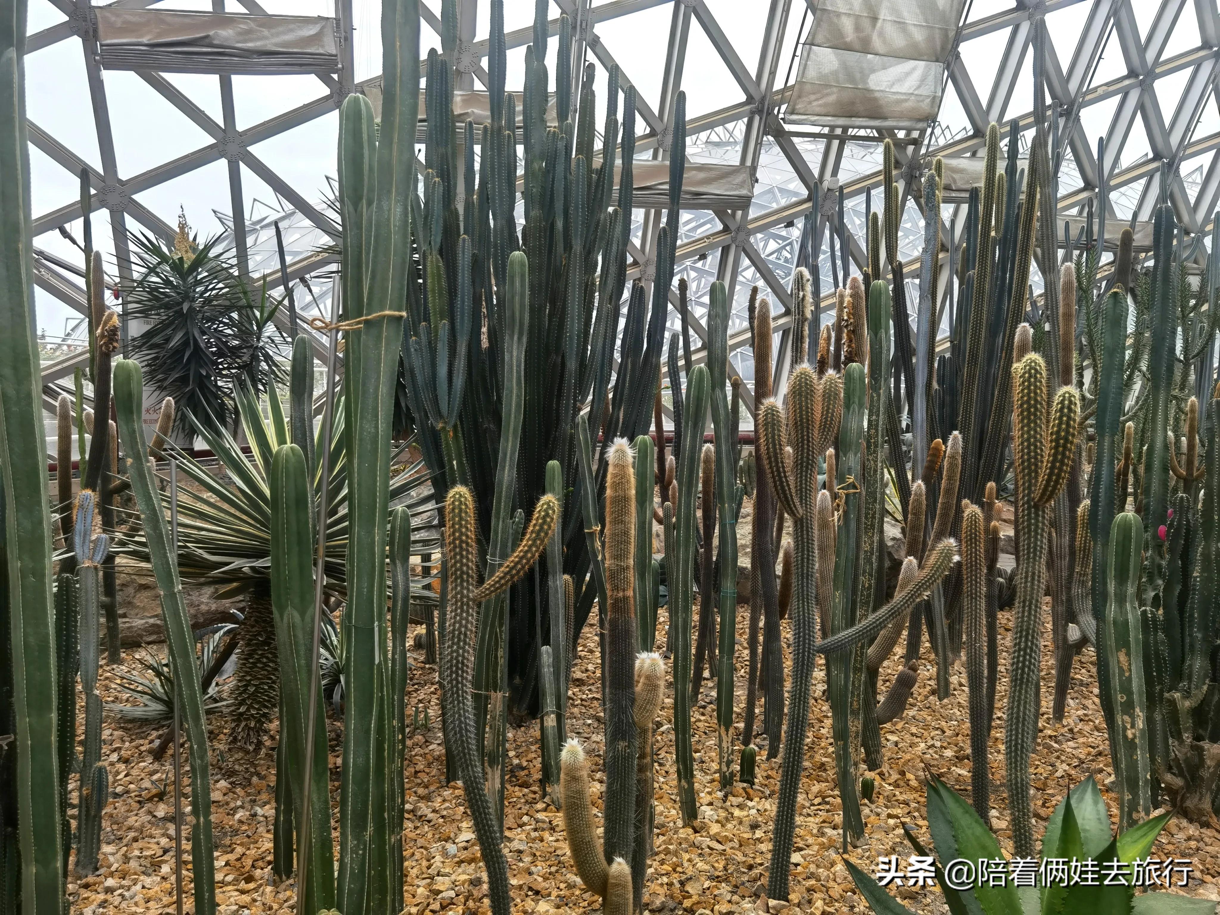 上海辰山植物园矿坑花园,辰山植物园矿坑花园修好了吗