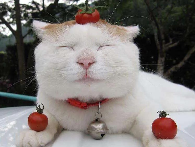 卡通猫咪微笑图片,微笑的猫咪表情包