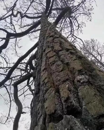 凉山火灾为什么牺牲那么多人,3月30日四川凉山火灾牺牲多少人