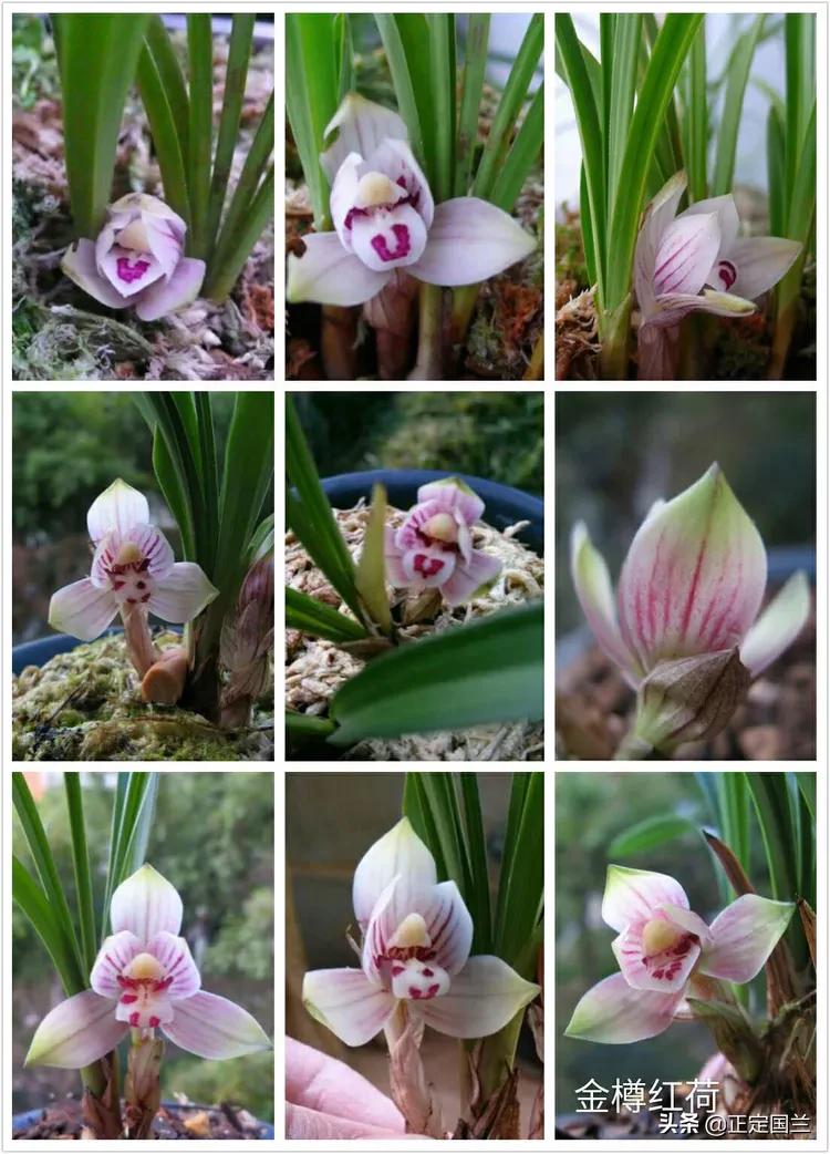 为什么兰花被称为国兰,为什么兰花又叫国兰