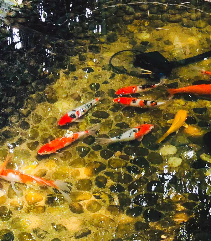 黄粉可以治疗锦鲤的白点病吗,锦鲤白点净治白点病几天会好