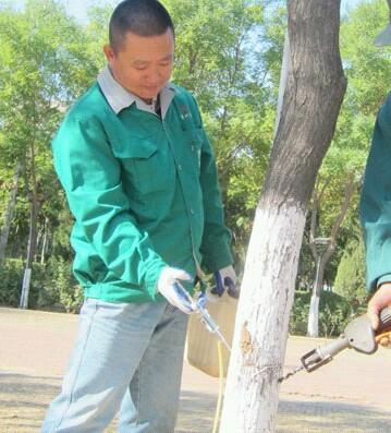 杨树如何防止虫害,杨树螨类虫害怎么治疗