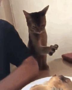 笨笨的猫咪是什么样子,笨笨的猫咪