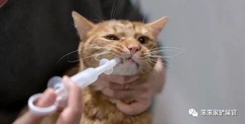 猫感冒吃感冒灵颗粒可以吗,猫感冒吃土霉素可以吗