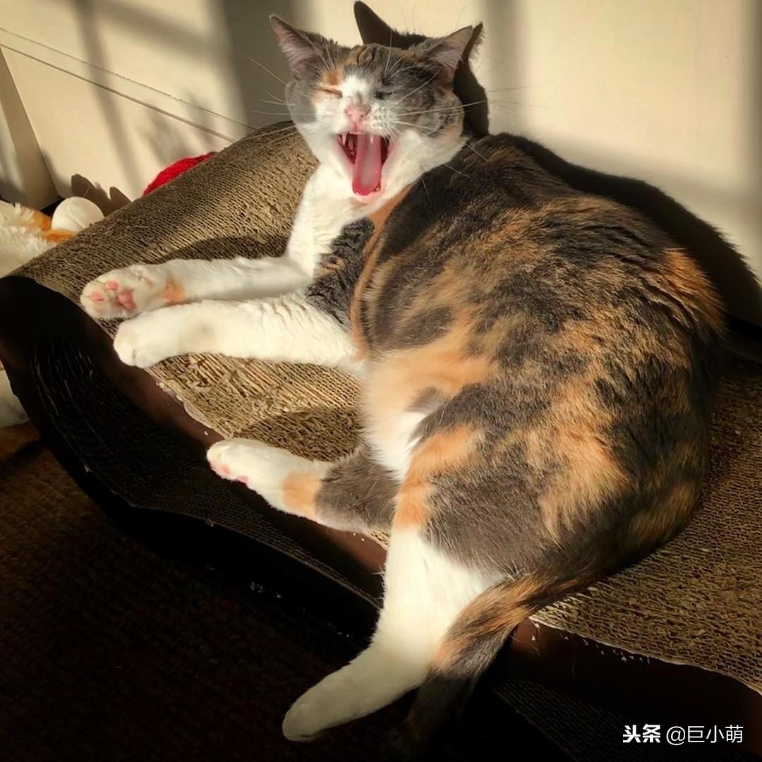 猫咪很冷如何给猫咪正确取暖,猫怕热还是怕冷怎样养猫好