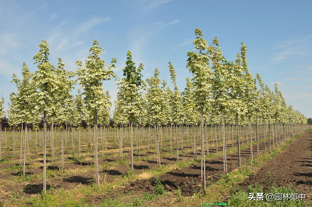 苗木药害怎么解决,苗后除草剂产生药害了怎么办