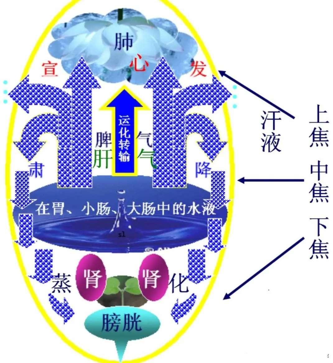 中医治脾胃的脾在哪,中医的知肝传脾当先实脾如何理解