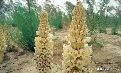 新疆的特殊植物,新疆戈壁上常见的植物