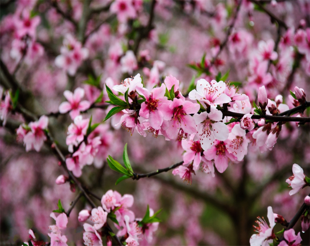 我们在饲养动物时应关注什么,年后养殖的桃花怎么处理