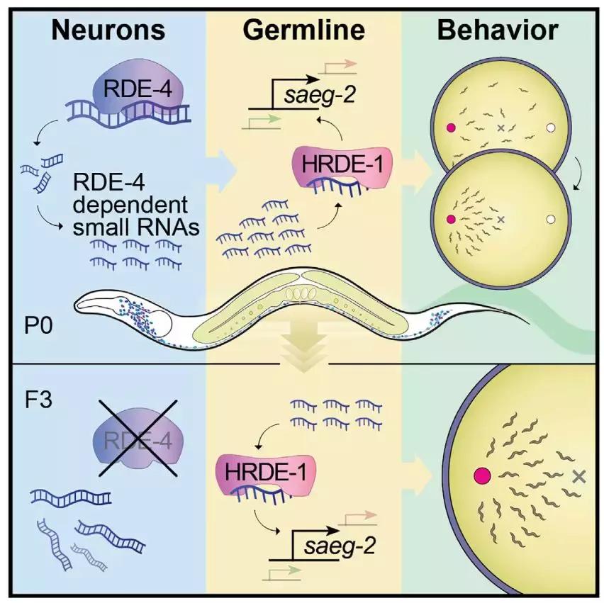 研究表明运动有助保护脑容量,脑科学日报脑发育