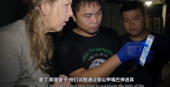 穿山甲报应,报应啊