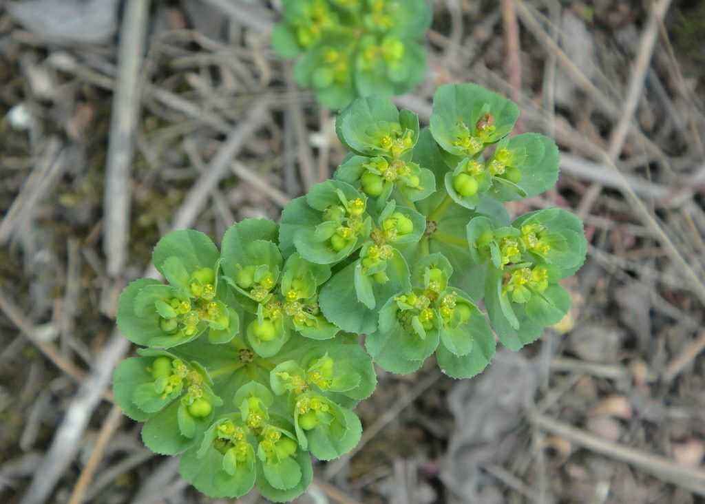 野草叫做五朵云,五朵云野草