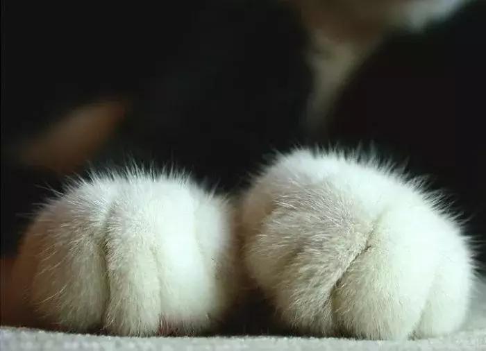 被猫咪抓了会传染吗,被猫咪抓伤了什么症状会感染