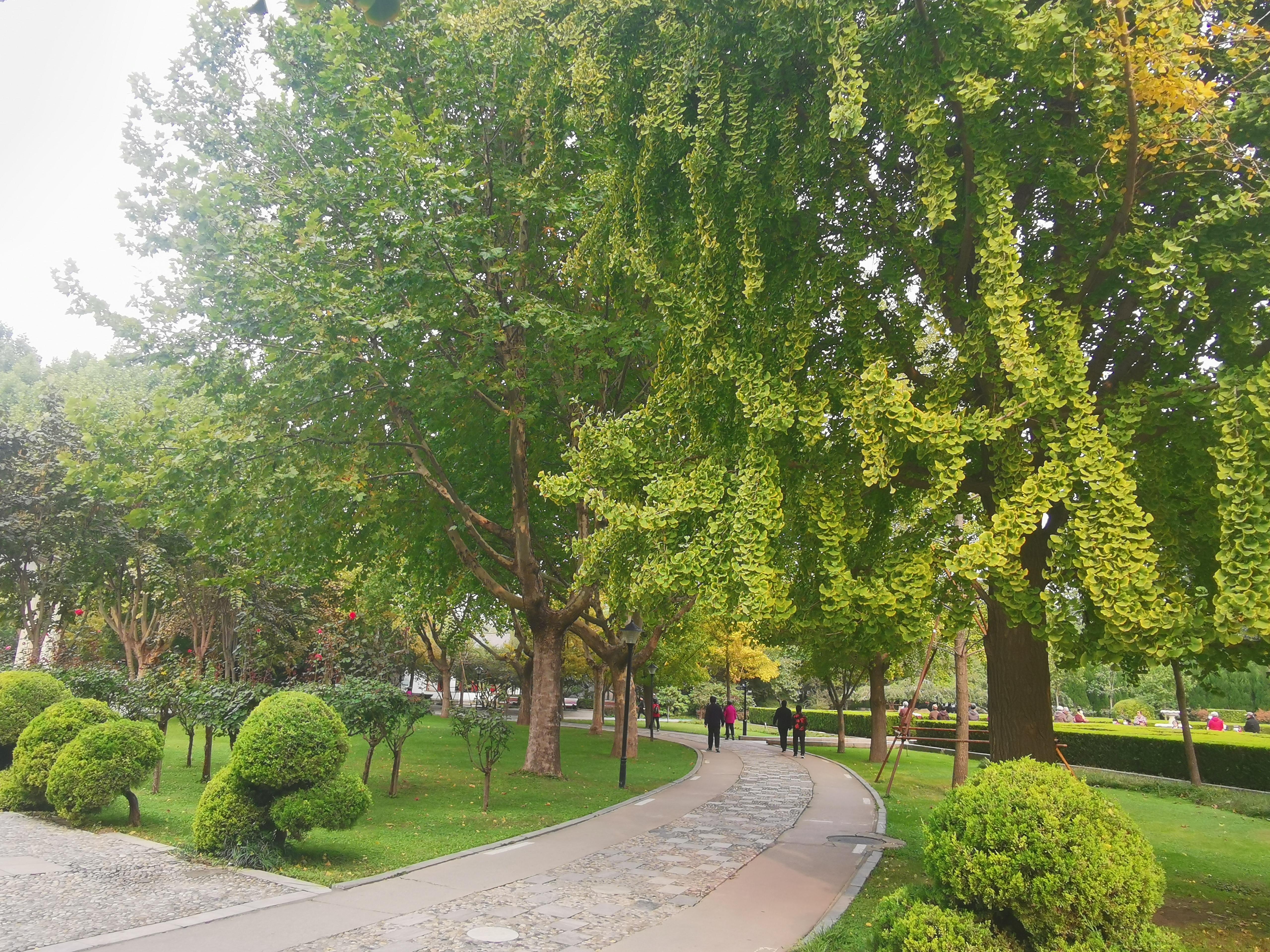 白果到了春天还能吃吗,白果什么时候能吃